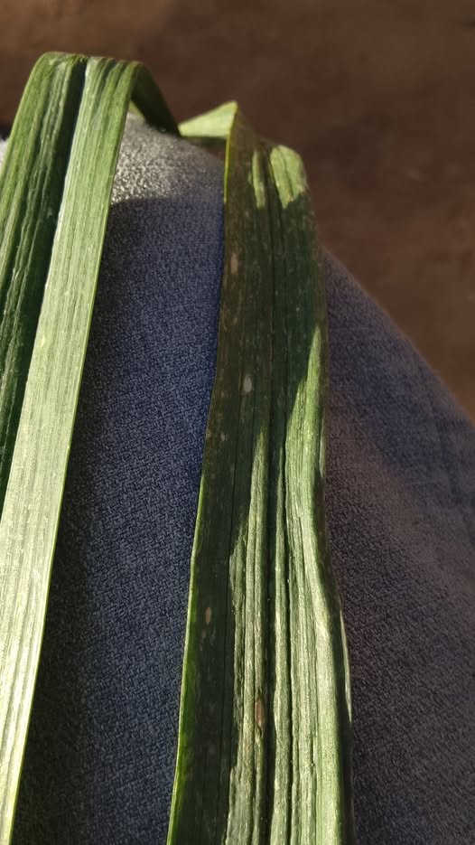 ايه علاج النقط البيضه